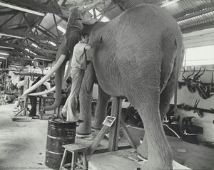 Ahmed, The Elephant — Mohamed Amin