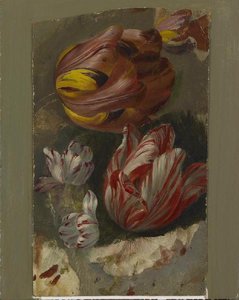 Tulipes