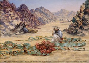 The Welwitschia Mirabilis — Thomas Baines