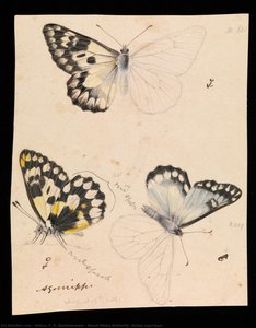 Wood White Butterfly, Delias Aganippe — Arthur F. D. Bartholomew