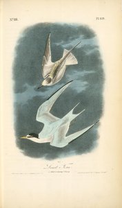 Least Tern. 1. Adult In Spring. 2. Young — John James Audubon