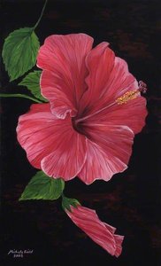 Hibiscus