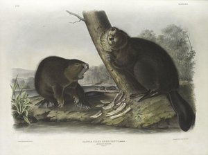 Castor Fiber Americanus, American Beaver — John James Audubon