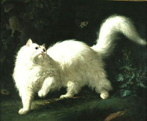 Chat Angora Blanc Guettant Un Papillon — Jean-jacques Bachelier