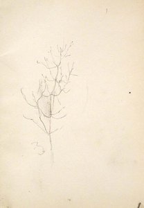 Sapling — John Ottis Adams