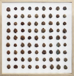 Prunus Persica — Herman De Vries