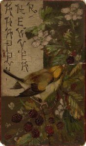 A Finch Picking at Blackberries