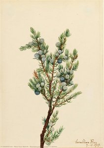 Mountain Juniper (juniperus Sibirica) — Mary Vaux Walcott