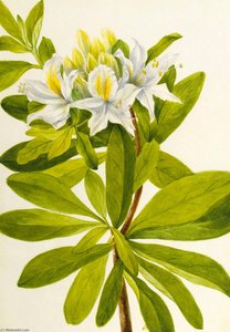 Western Azalea (rhododendron Occidentale) — Mary Vaux Walcott, American Impressionism