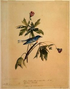 Blue Yellow Back Warbler — John James Audubon