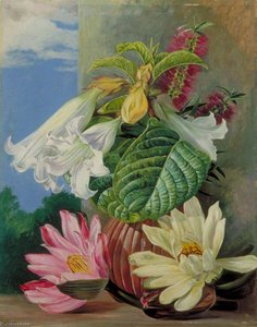 Flowers Cultivated In The Botanic Garden, Rio Janeiro, Brazil — Marianne North