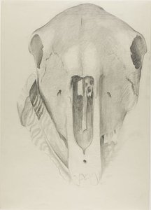 Mule Skull With Turkey Feather — Georgia O'keeffe