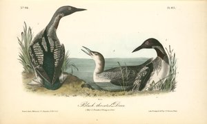 Black-throated Diver. 1. Male. 2. Female. 3. Young In October — John James Audubon