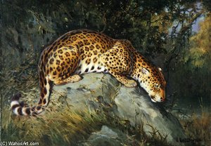 A Leopard Crouching On A Rock — William Arnold Woodhouse