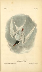 Common Tern. Male Spring Plumage — John James Audubon