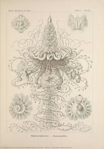 Tafel 37 - Discolabe. Siphonophorae.