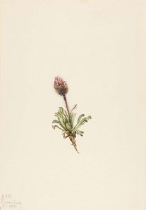 Woolly Fleabane (erigeron Lanatus) — Mary Vaux Walcott, Botanical Illustration