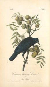 Common American Crow. Male. (black Walnut.) — John James Audubon
