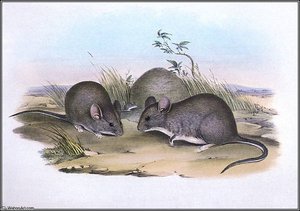 Greater Stick Nest Rat — John Gould