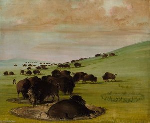 Buffalo Bulls In A Wallow — George Catlin