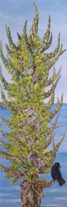 Puya Chilensis (chilli) — Marianne North