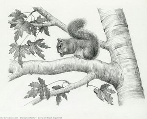 Grey Or Black Squirrel — Dwayne Harty