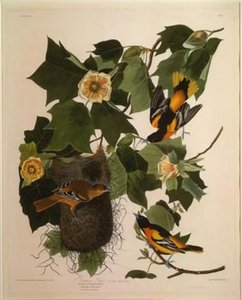 Baltimore Oriole — Robert Havell