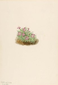Carpet Pink (silene Acaulis) — Mary Morris Vaux Walcott