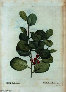 Ilex maderiensis