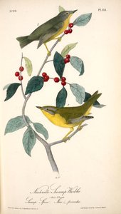 Nashville Swamp-warbler. 1. Male. 2. Female. (swamp Spice. Ilex Prinoides.) — John James Audubon