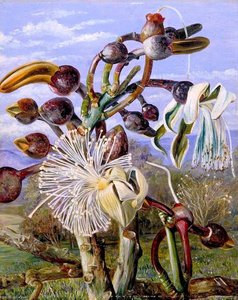 Flowers Of A Brazilian Forest Tree — Marianne North