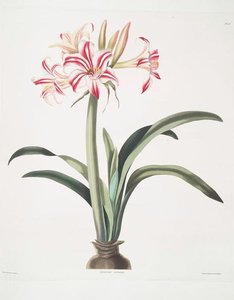 Ameryllis Superba (vittata) — Robert Havell