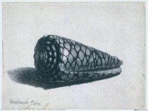 Cone Shell (conus Marmoreus) — Rembrandt Van Rijn