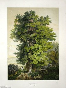 The Park And The Forest - — James Duffield Harding