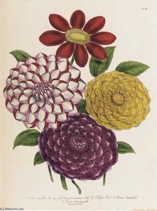 The Ladies' Flower Garden - — Jane Loudon