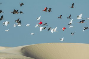 Flight Of Guaras — Angelo Chiacchio