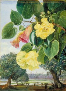 Foliage And Flowers Of The Suriya Or Portia The Pagodas Of Madura In The Distance — Marianne North, Victorian Botanical Painting