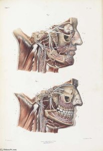 Complete Treatise On The Human Anatomy, Including The Operative Medicine - — Nicolas Henri Jacob