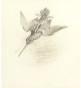Snipe Drumming — Archibald Thorburn