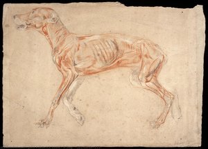 A Dog, Écorché — John Frederick Lewis