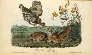 Pinnated Grouse. 1. 2. Males. 3. Female. (lilium Superbum) — John James Audubon