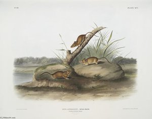 Mus Aureolus, Orange Colored Mouse — John James Audubon