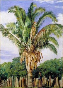 Indian Palm At Sette, Lagoa, Brazil — Marianne North