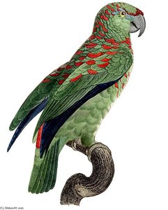 Amazona Festiva — Jacques Barraband