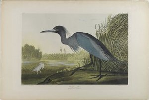 Blue Crane Or Heron — John James Audubon