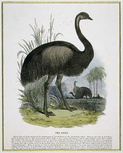 The Emu — Josiah Wood Whymper