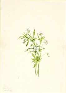Field Violet (viola Rafinesquii) — Mary Vaux Walcott