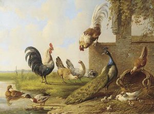 Poultry And A Peacock By A Ruin - — Albertus Verhoesen