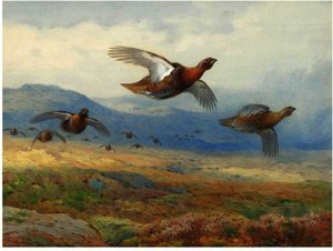 A Covey Of Grouse In Flight — Archibald Thorburn