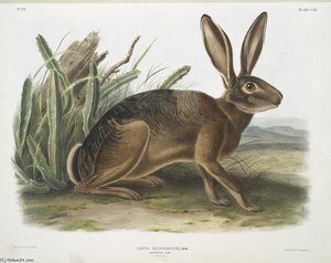 Lepus Californicus, Californian Hare. Natural Size — John James Audubon
